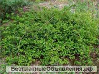 Стефанандра