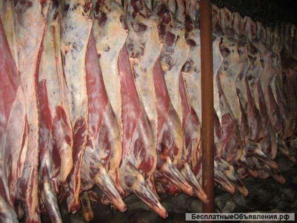 Мясо охлажденное, мороженное оптом из Белоруссии, Минск