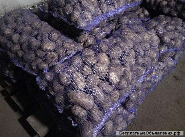 Картофель оптом