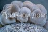 Мицелий грибов в г. Ставрополе.