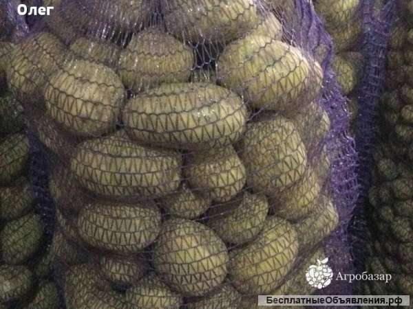 Картофель оптом 5+ от Производителя