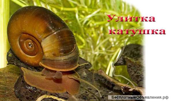 Улитки катушки