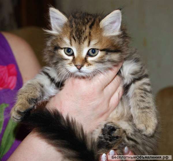 Сибирский котенок от породистых сибирских котов