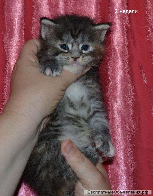 Мейн-кун котята из помета "L" предлагает Питомник