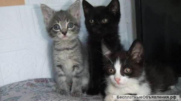 Котята