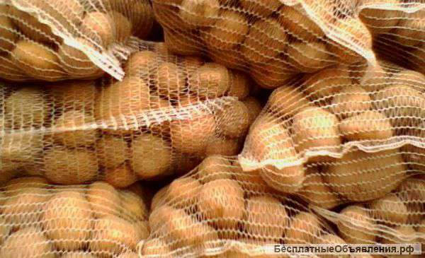 Картофель оптом от производителя