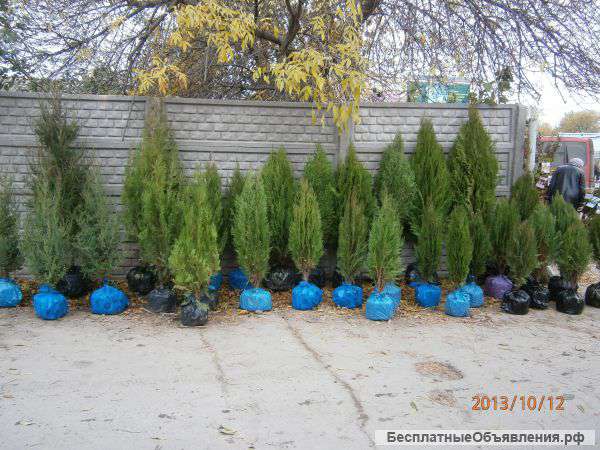 Хвойные детевья