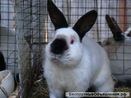 Калифорнийская порода кроликов (продаю)
