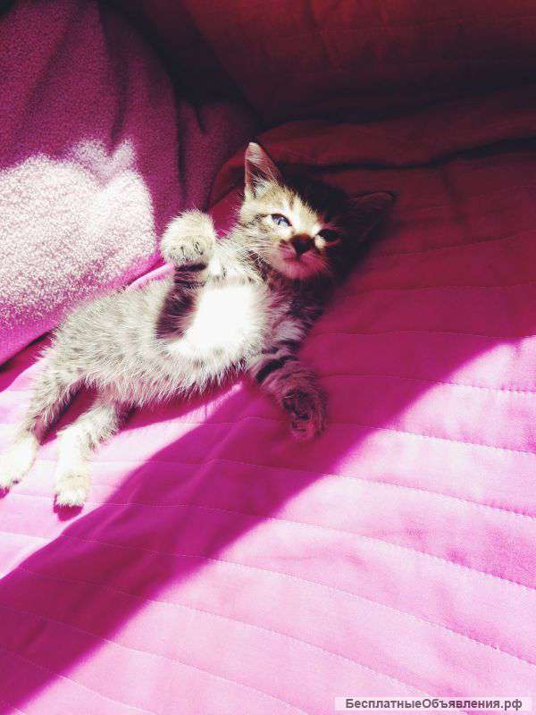 Котенок в добрые руки