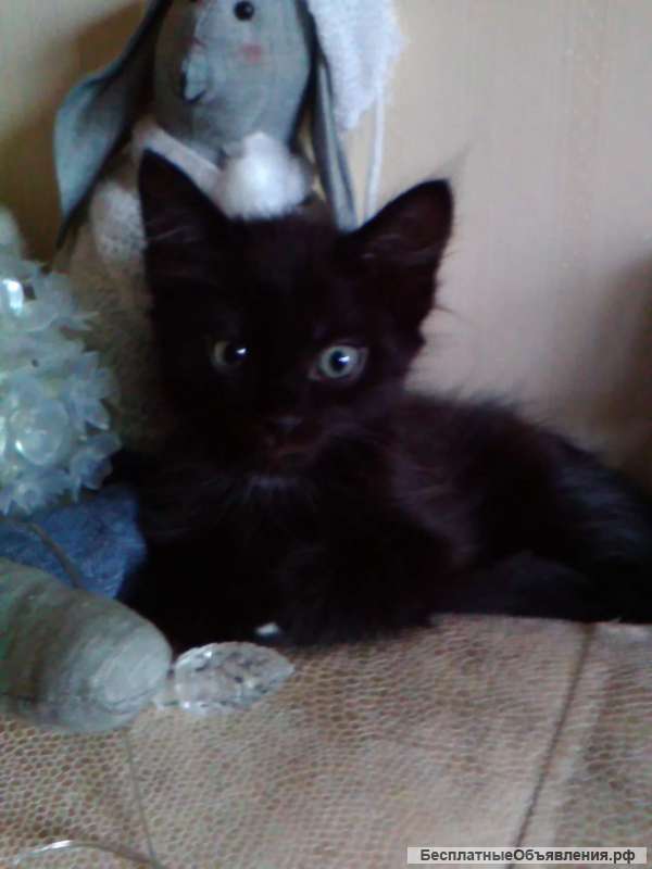 Отдам котят в добрые руки