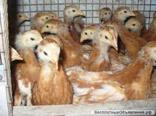 Молодняк Несушки ЛОман Браун