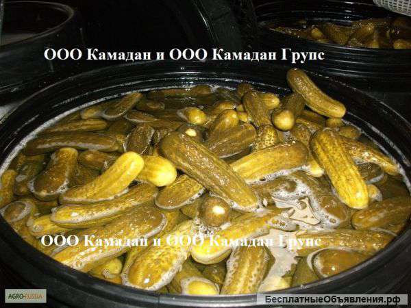 Маринованные огурцы оптом из Индии