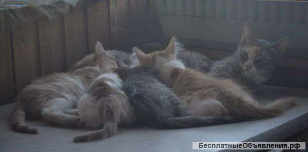 Милые котята