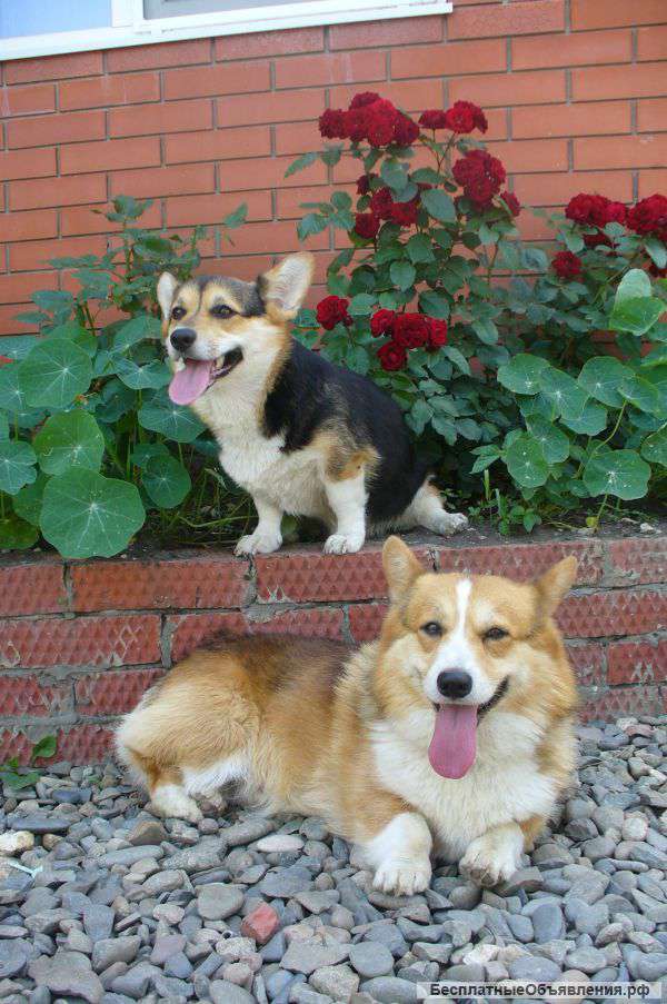 Щенков вельш корги пемброк девочку и 2 мальчиков