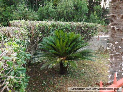 Дом площадью 54 кв.м, Херцег Нови, Зеленика, Черногория