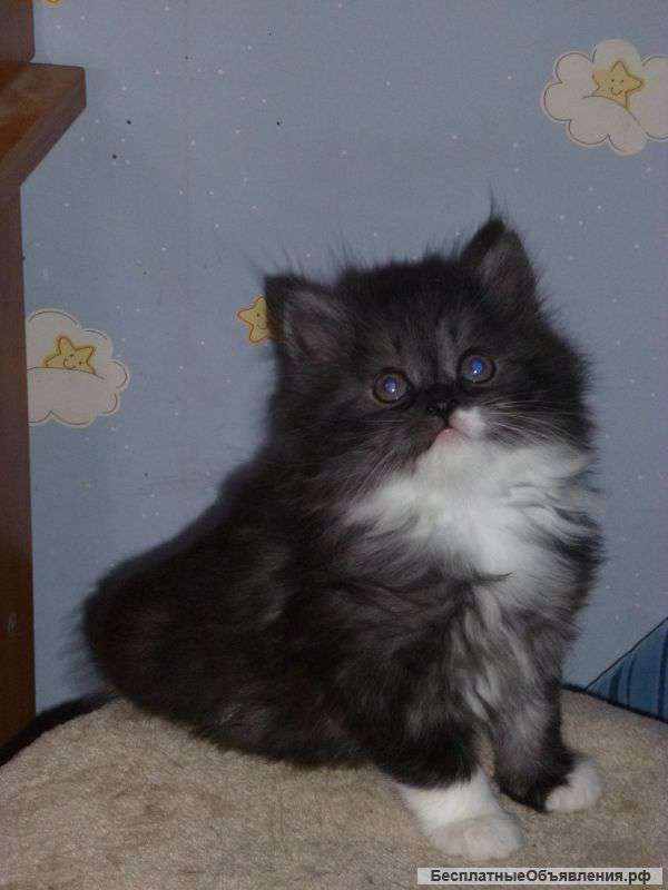 Котята норвежской кошки