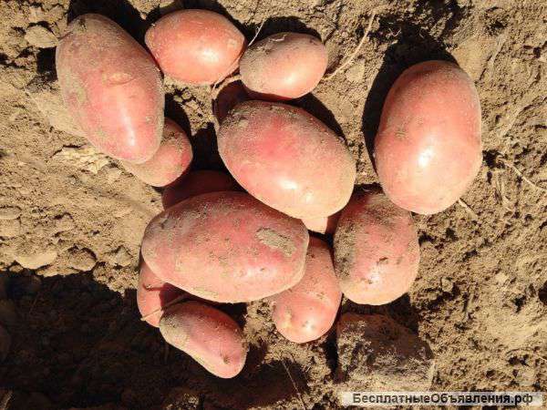 Картофель оптом