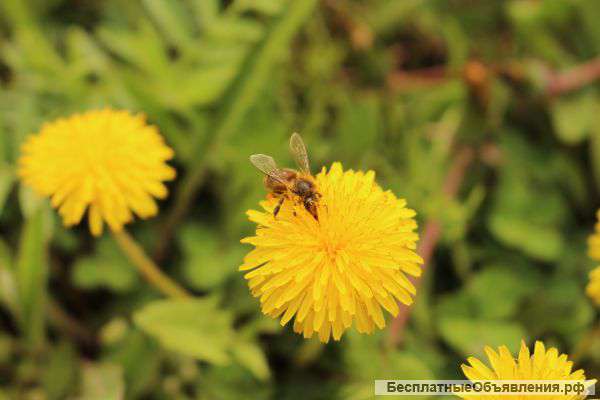 Английский детям и взрослым