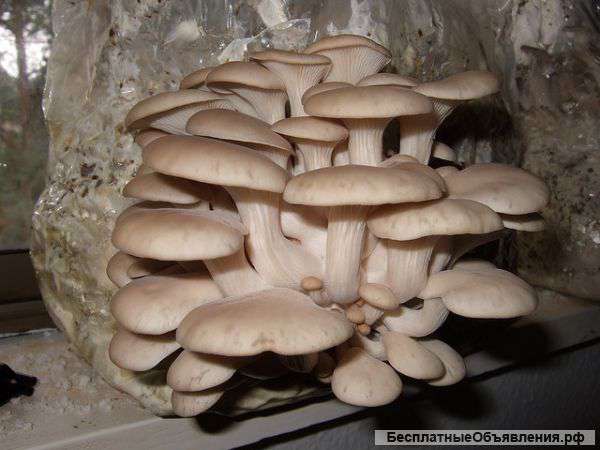 Живой грибной мицелий – почтой
