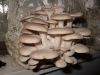 Живой грибной мицелий – почтой