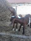 Нубийские козочки