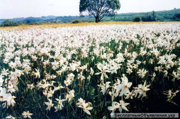 КВІТКОВИЙ ТУР В Закарпаття Сакура Фест Долина Нарцисів