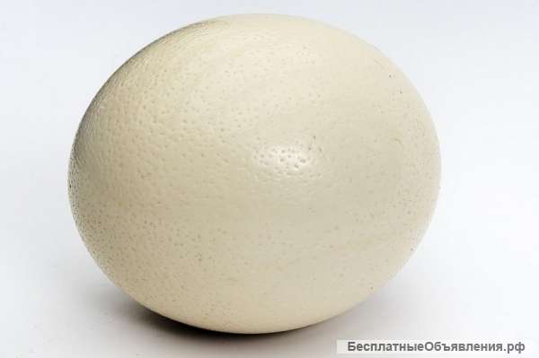 Страусиное яйцо (столовое)