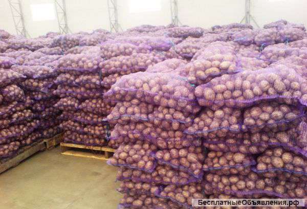 Картофель продовольственный