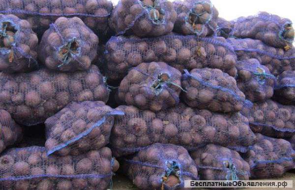 Свекла оптом