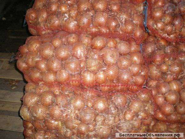 Лук репчатый