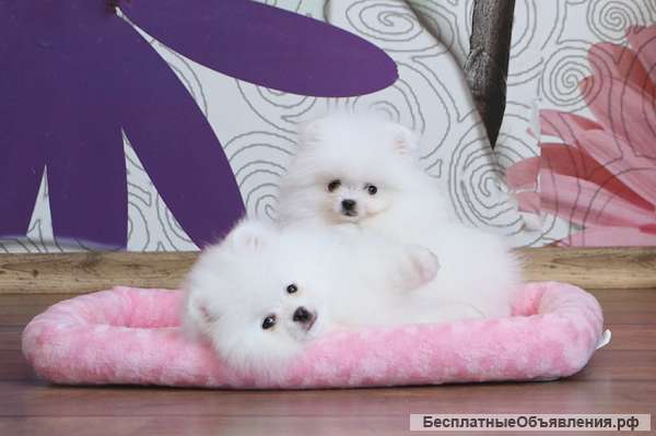 Щенки померанского шпица от Ирлайн-дог