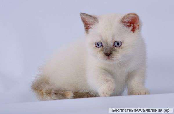 Шотландская скоттиш-страйт