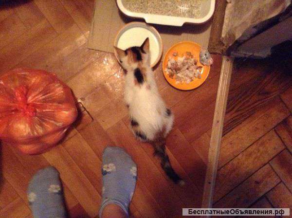 Подарю котенка