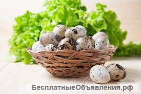 Яйцо перепелов