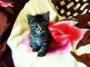 Ищет дом очаровательный котенок