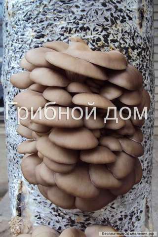 Семена грибов (мицелий)