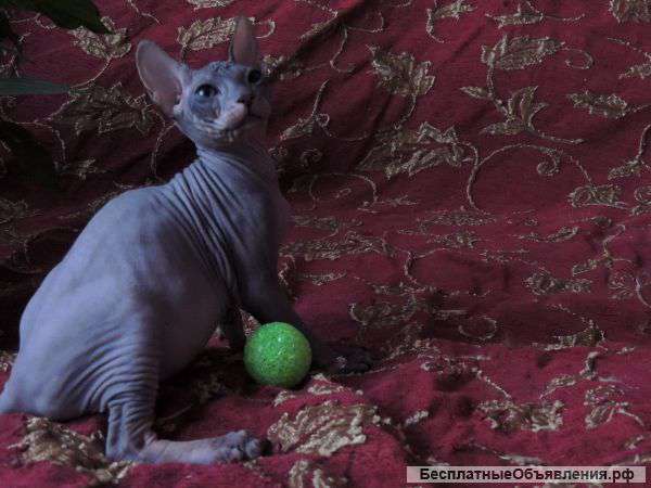 Котик донского сфинкса