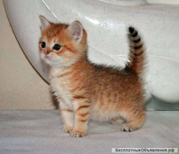 Собеседник на час