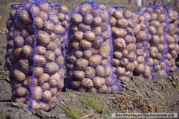 Картофель оптом от производителя