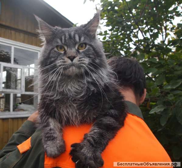 Вязка с котом мейн куном