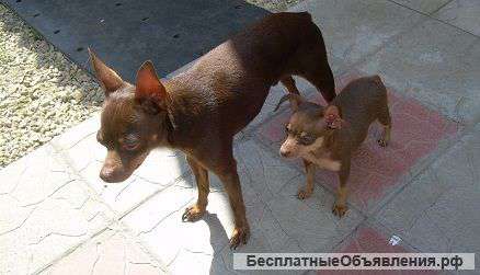Кобель для вязки