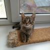 Котенок Матроскин ищет дом