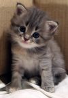 Котенок