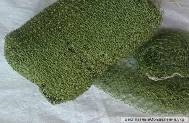 Рыболовный паук-малявочник