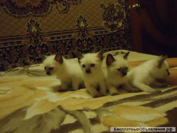 Сиамские котята