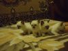 Сиамские котята