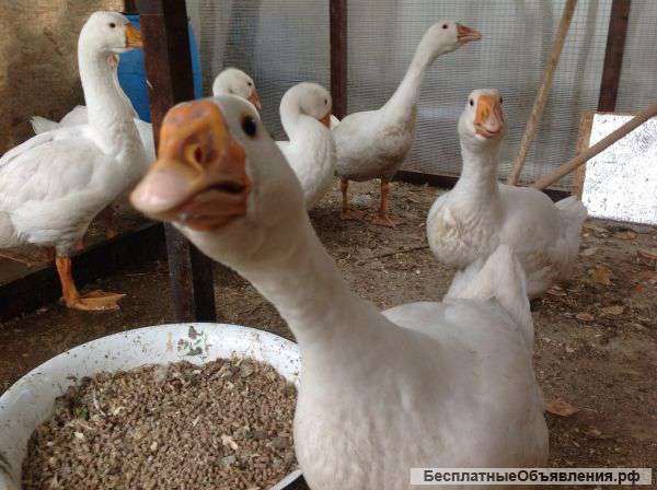 Гуси
