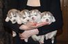 Шикарные щенки сибирский хаски. Голубоглазые детки