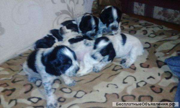 Щенки русского спаниеля