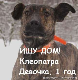 Собака Клеопатра - девочка 1 год, в дар